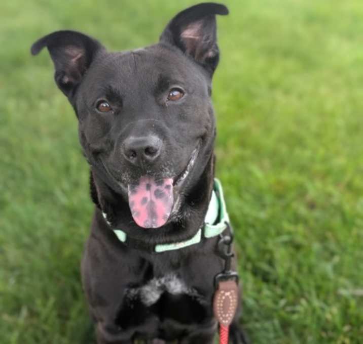 Photo of Checkers