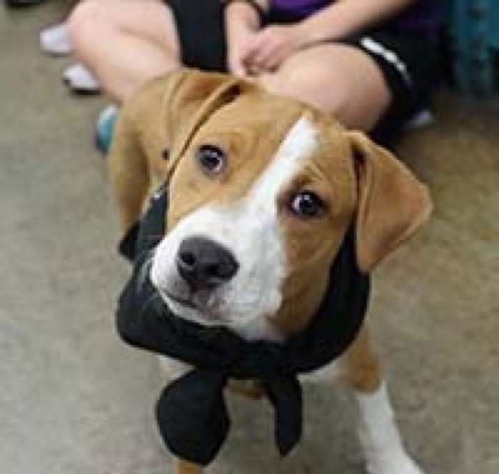Photo of Leah's Pup Lyla