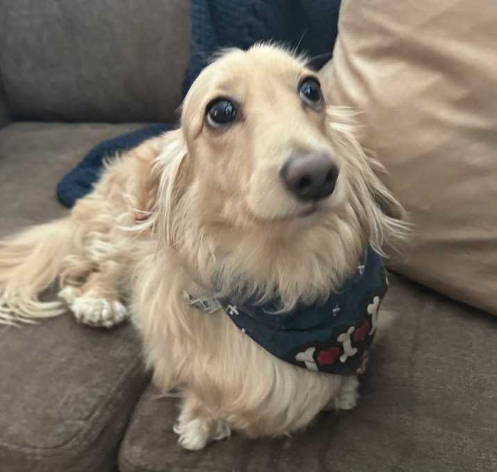 Photo of Bailey