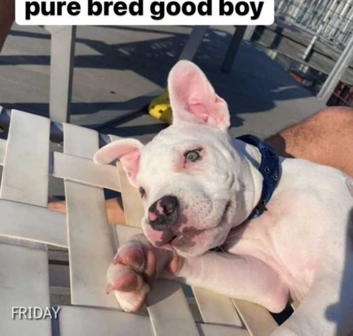 Photo of Brodie