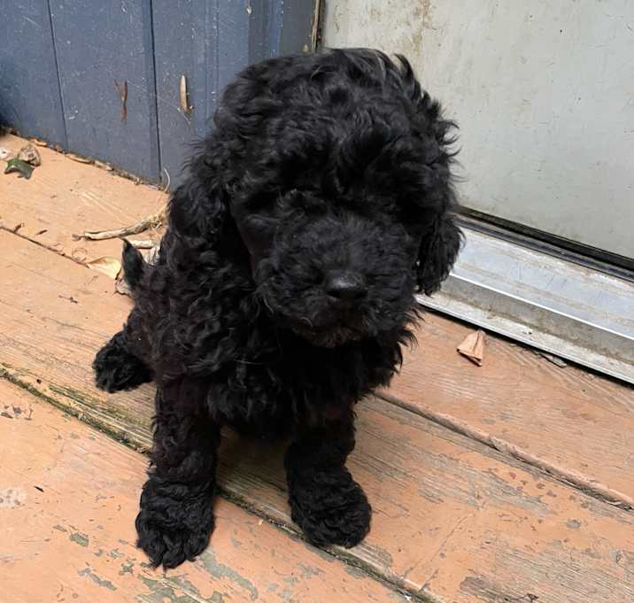 Photo of MONTY