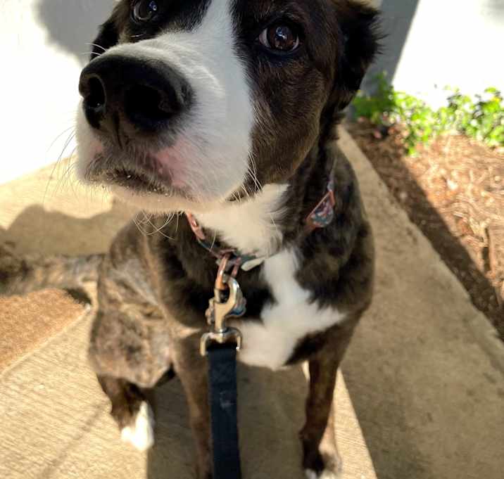 Photo of Daisy