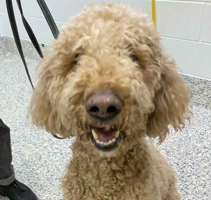 Photo of Snickerdoodle