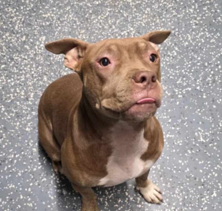 Photo of Piglet