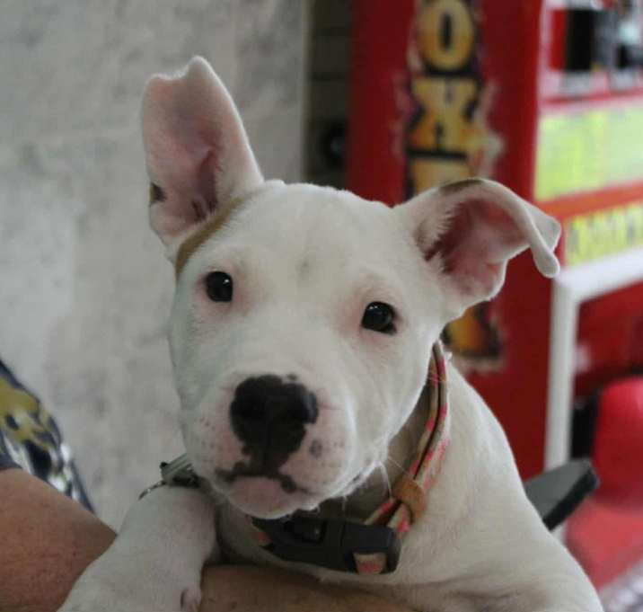 Photo of Jax