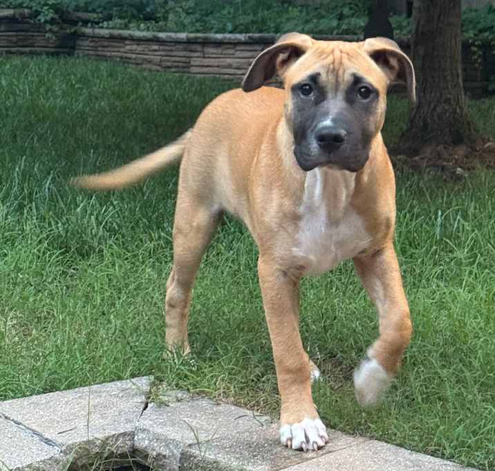 Photo of Rusty