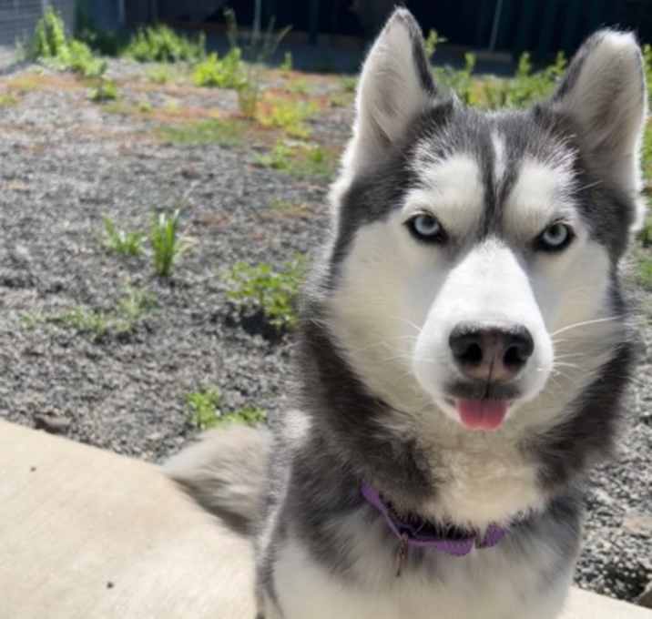Photo of Dahlia