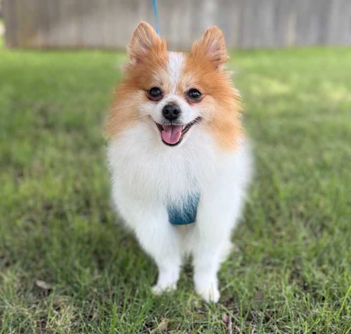 Photo of Grizz