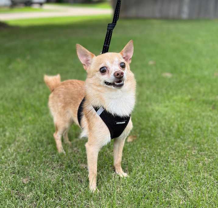 Photo of Huckle