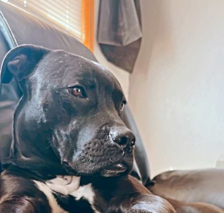 Photo of Beau
