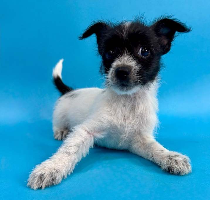 Photo of Gypsy