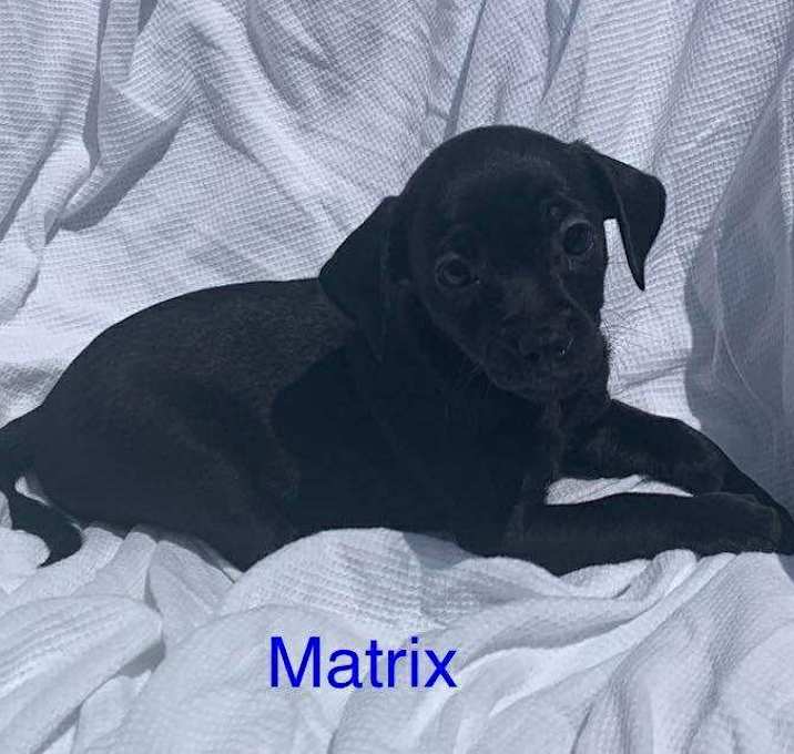 Photo of MATRIX