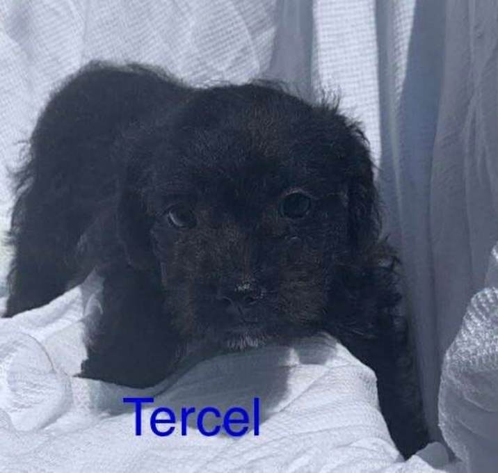 Photo of TERCEL