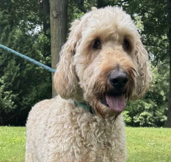Photo of Iruska Commander GOLDENDOODLE - HOUSE TRAINED & GOOD WITH KIDS!