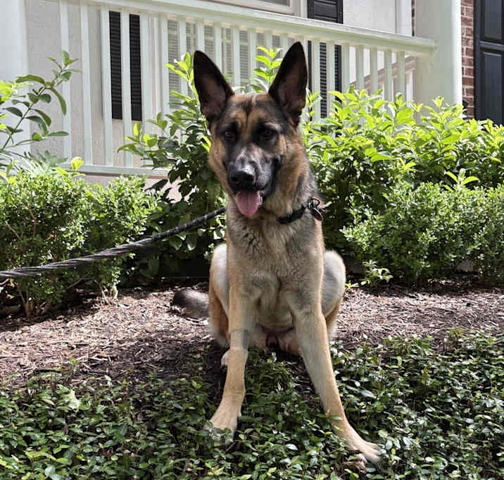 Photo of Stella