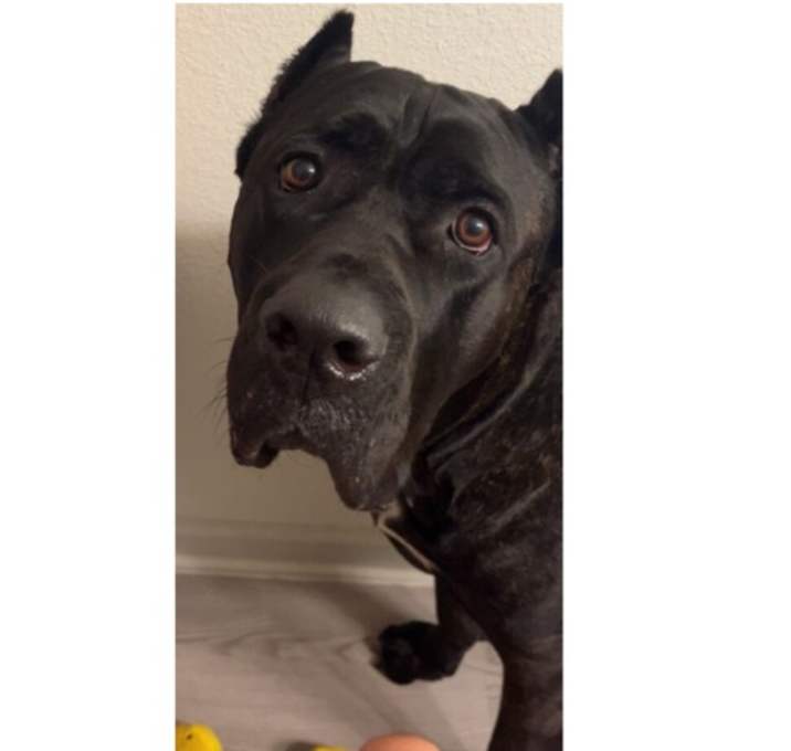 Photo of Gator