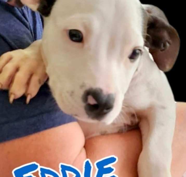 Photo of Alt Rock 8 - Eddie