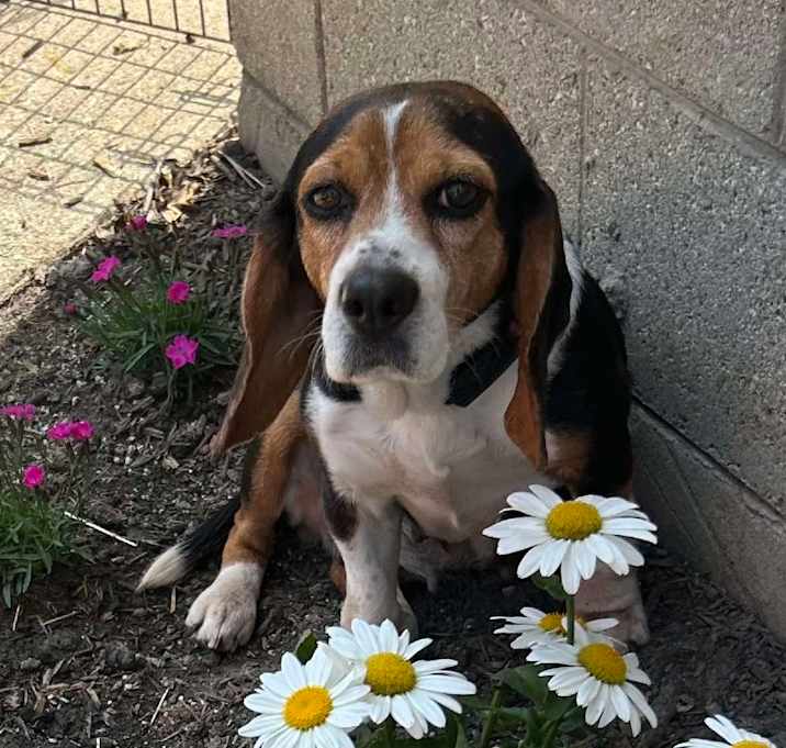 Photo of Daisy $300