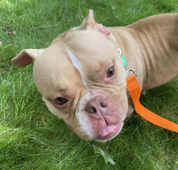 Photo of Petunia