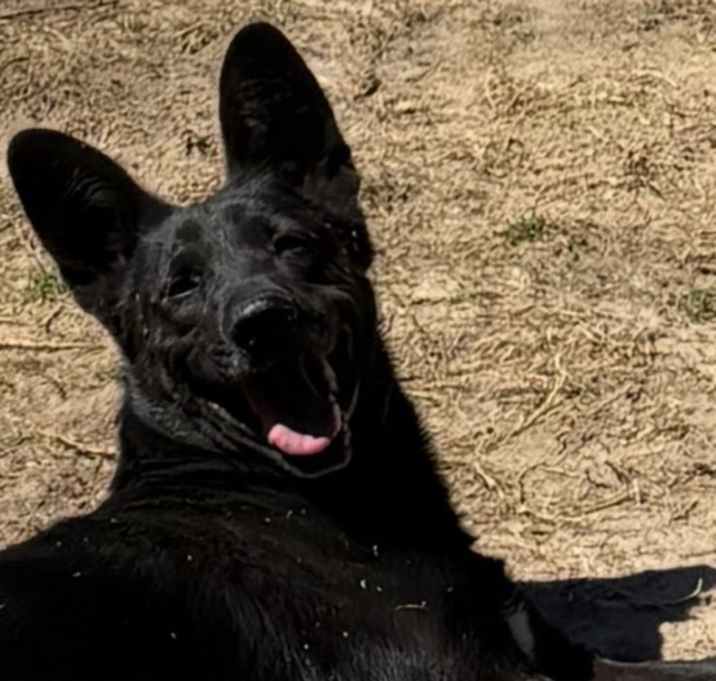 Photo of Bear
