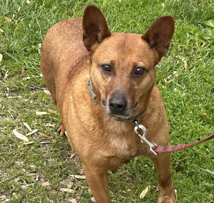 Photo of Ginger - A full figured gal who bonds quickly!!