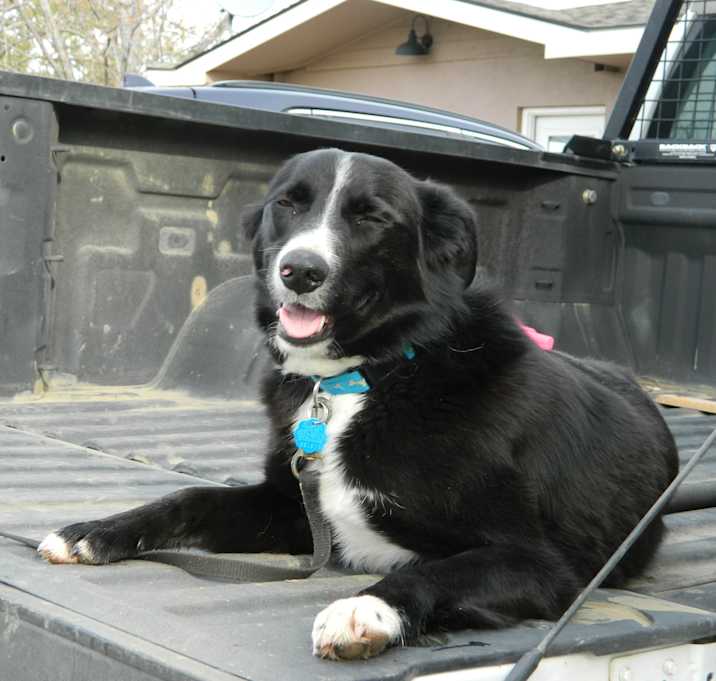 Photo of Hank