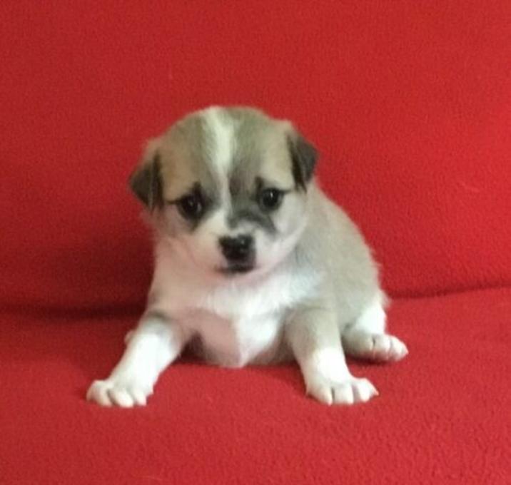 Photo of Stetson
