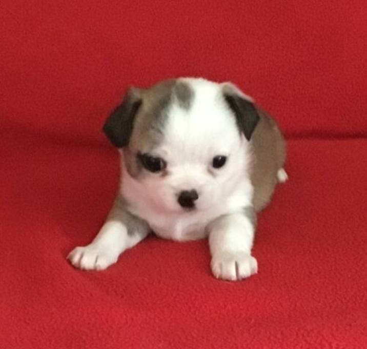 Photo of Roxie