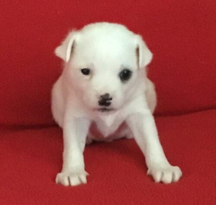 Photo of Patch