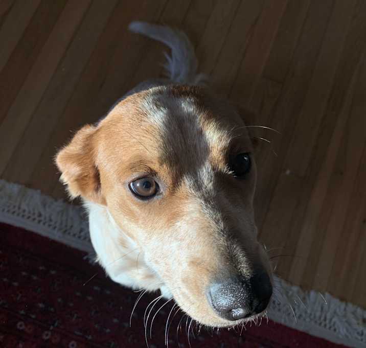 Photo of Lady