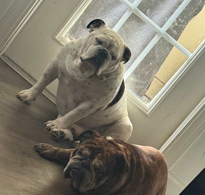 Photo of Archie