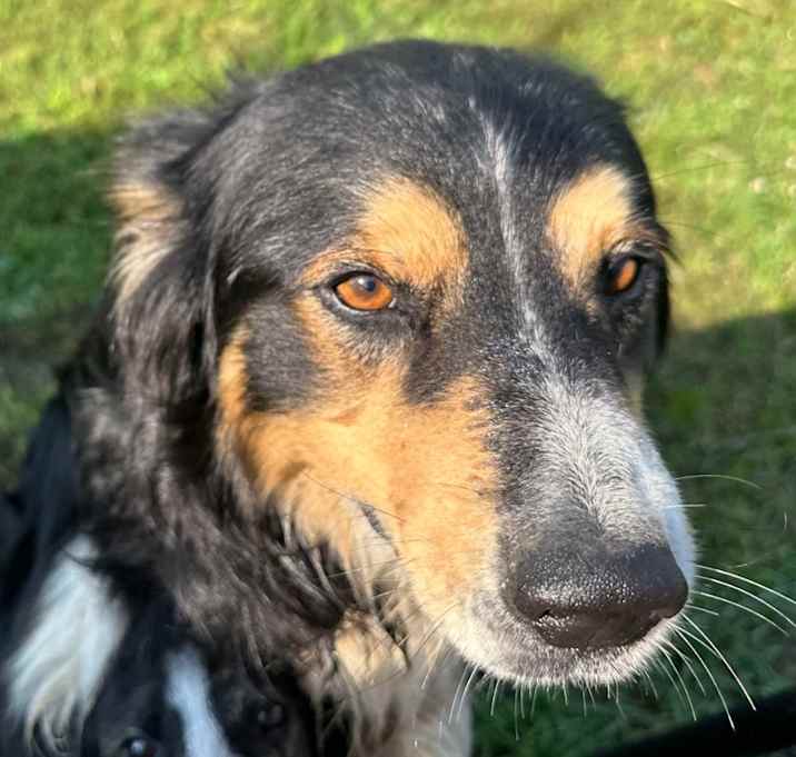 Photo of Rowdy