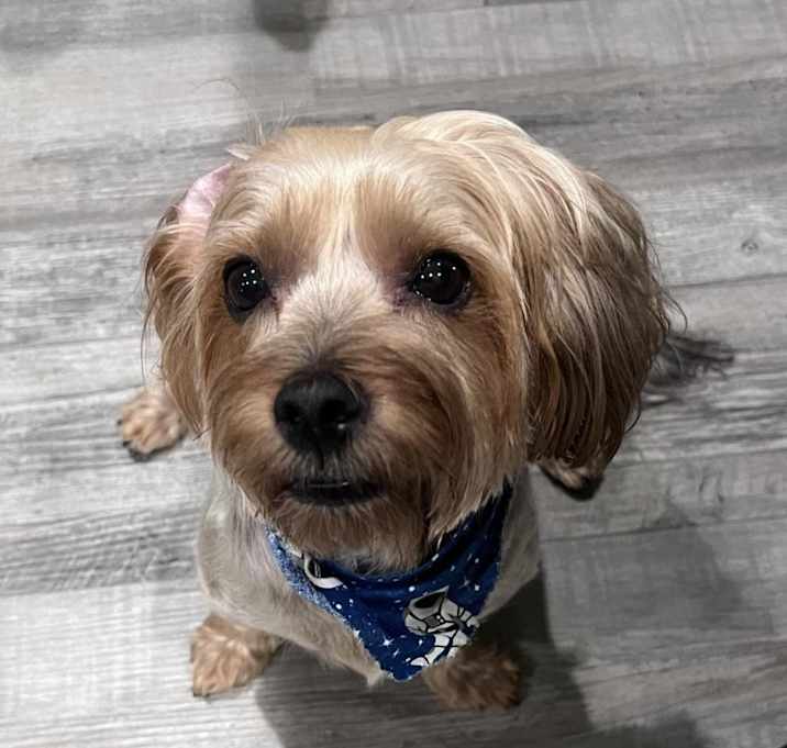 Photo of Zazu
