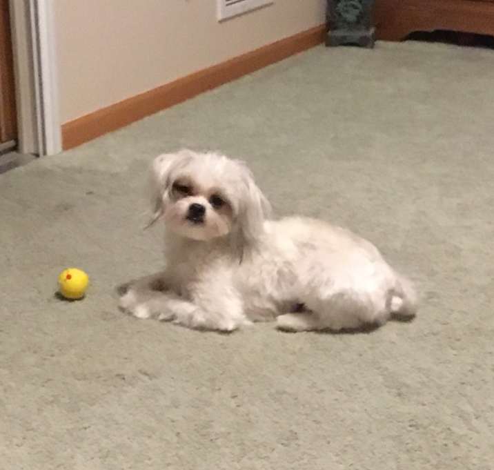 Photo of Milo