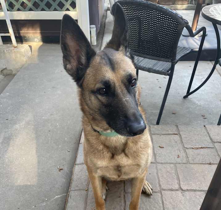 Photo of Bella