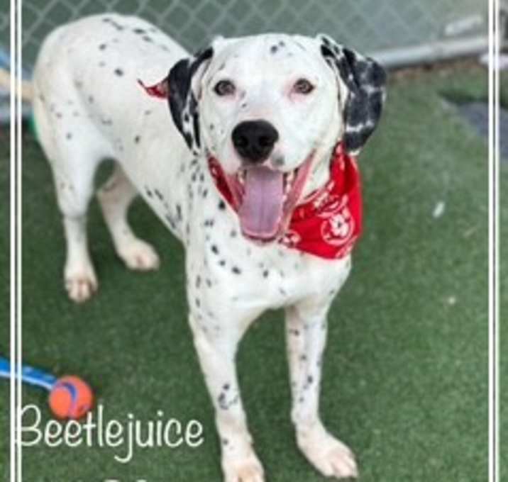 Photo of BEETLEJUICE