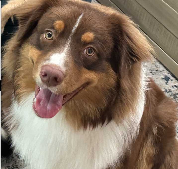 Photo of Bandit