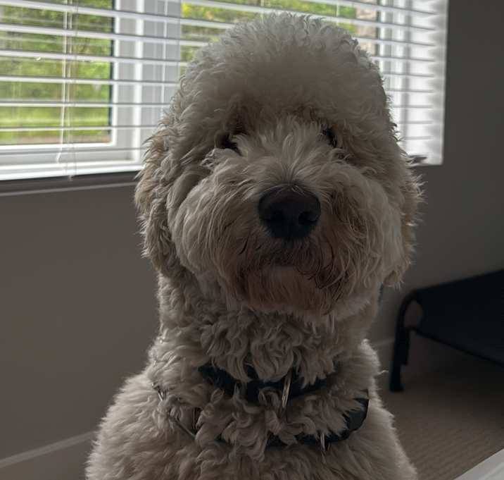 Photo of Simba