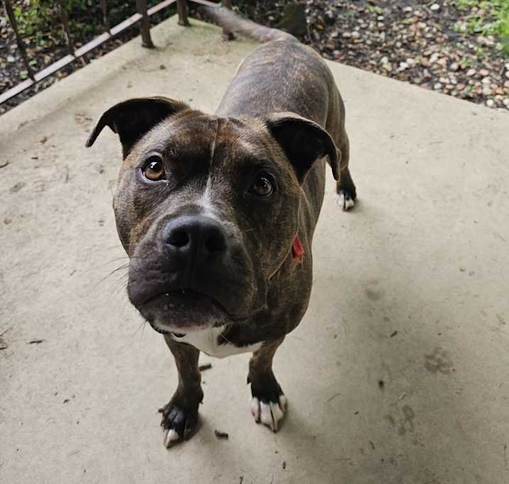Photo of Tater