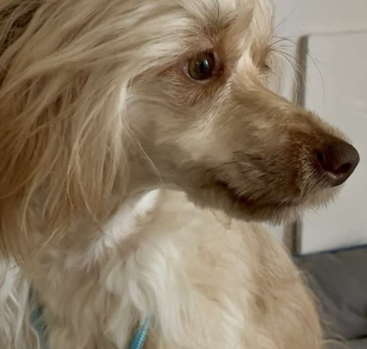 Photo of Leopold