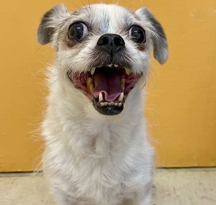 Photo of GLADYS