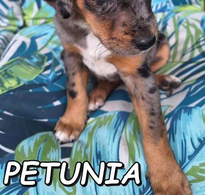 Photo of Petunia