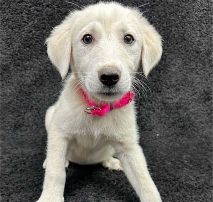 Photo of SPONSOR OR FOSTER ME - Kenai