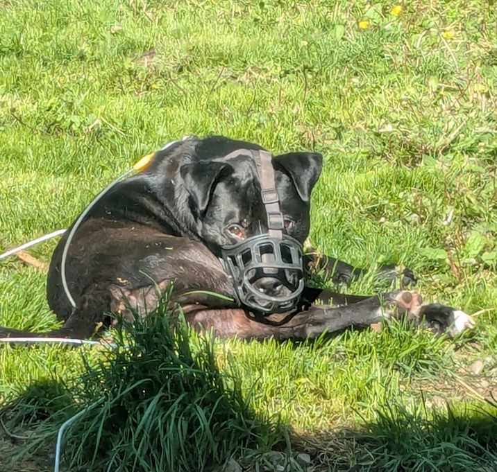Photo of Thor