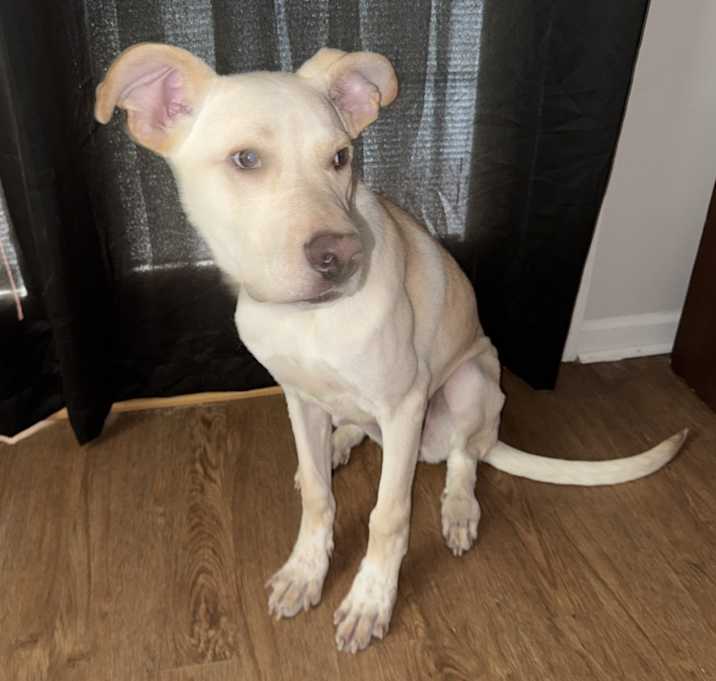 Photo of Tigger
