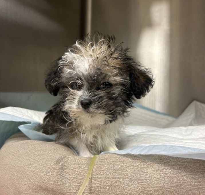 Photo of Skunk (NOT YET AVAILABLE)