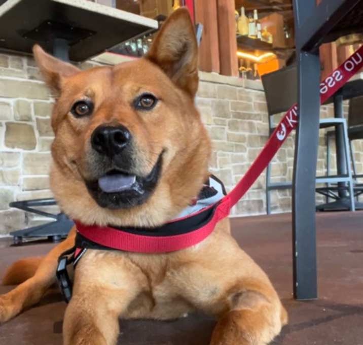 Photo of Shiba
