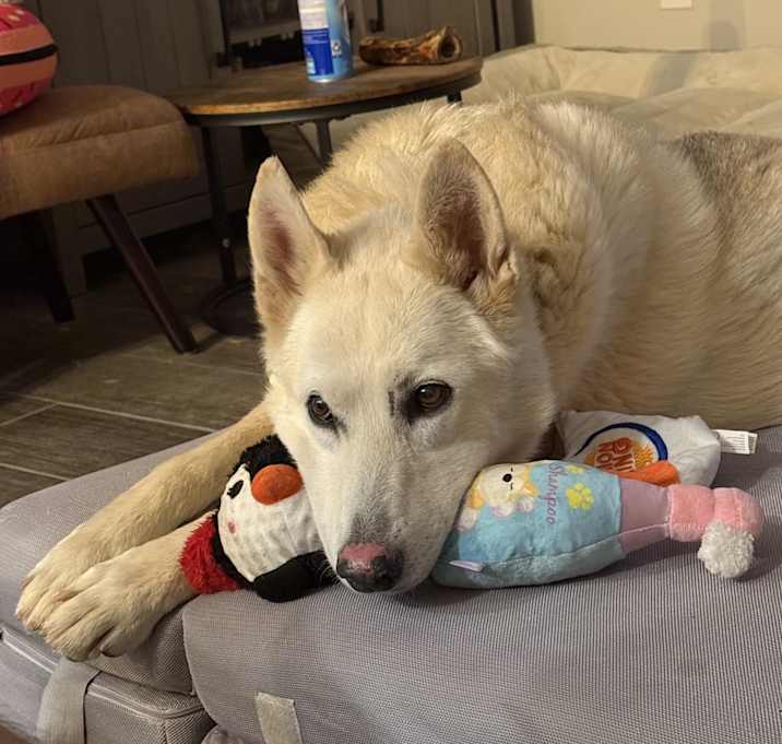 Photo of Nova