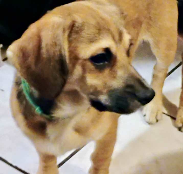 Photo of Taffy