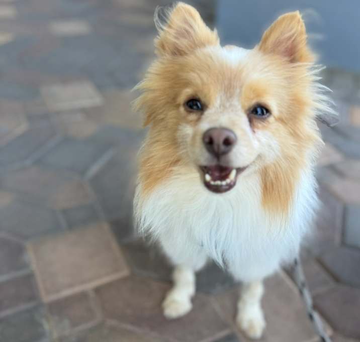 Oliver Photo #2